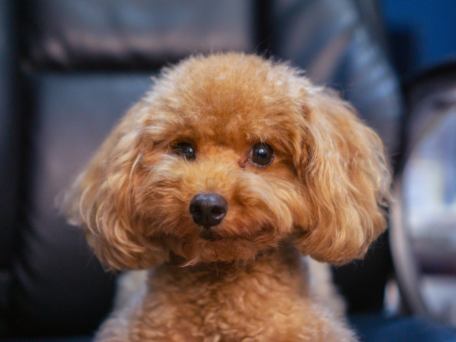 Dog Friendly Stays